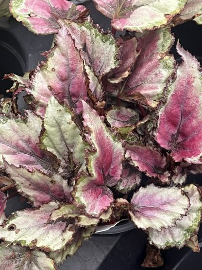 Begonia, Rex, Spitfire