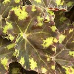 Begonia, Tiger Kitten