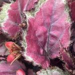 Begonia, Rex, Spitfire