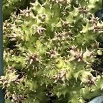 Edithcolea grandis 'Persian Carpet Flower'