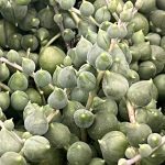 Senecio rowleyanus 'String of Pearls'