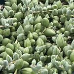 Senecio herreanus 'String of Tears'