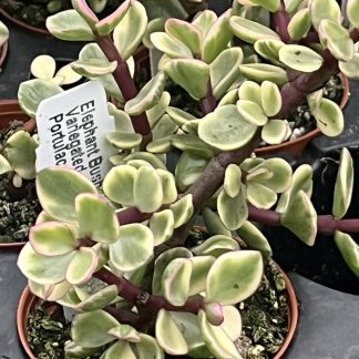 Portulacaria afra variegata 'Variegated Elephant Bush'