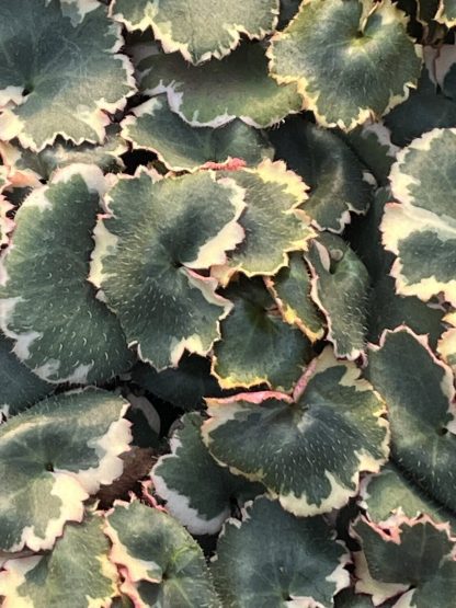 Saxifraga stolonifera variegata 'Variegated Strawberry Begonia'