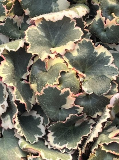 Saxifraga stolonifera variegata 'Variegated Strawberry Begonia'