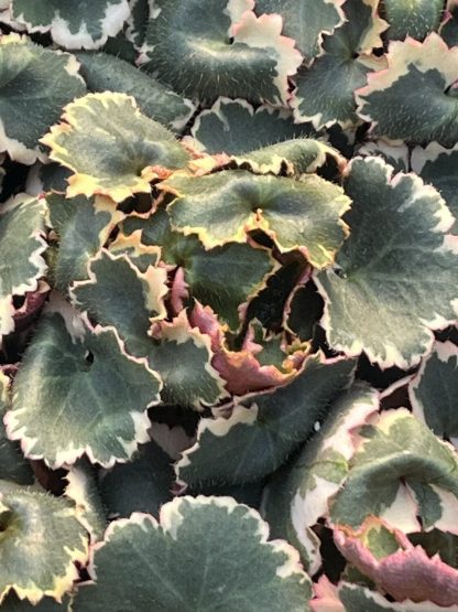 Saxifraga stolonifera variegata 'Variegated Strawberry Begonia'