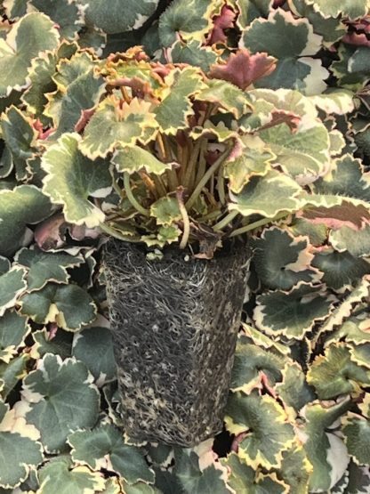 Saxifraga stolonifera variegata 'Variegated Strawberry Begonia'