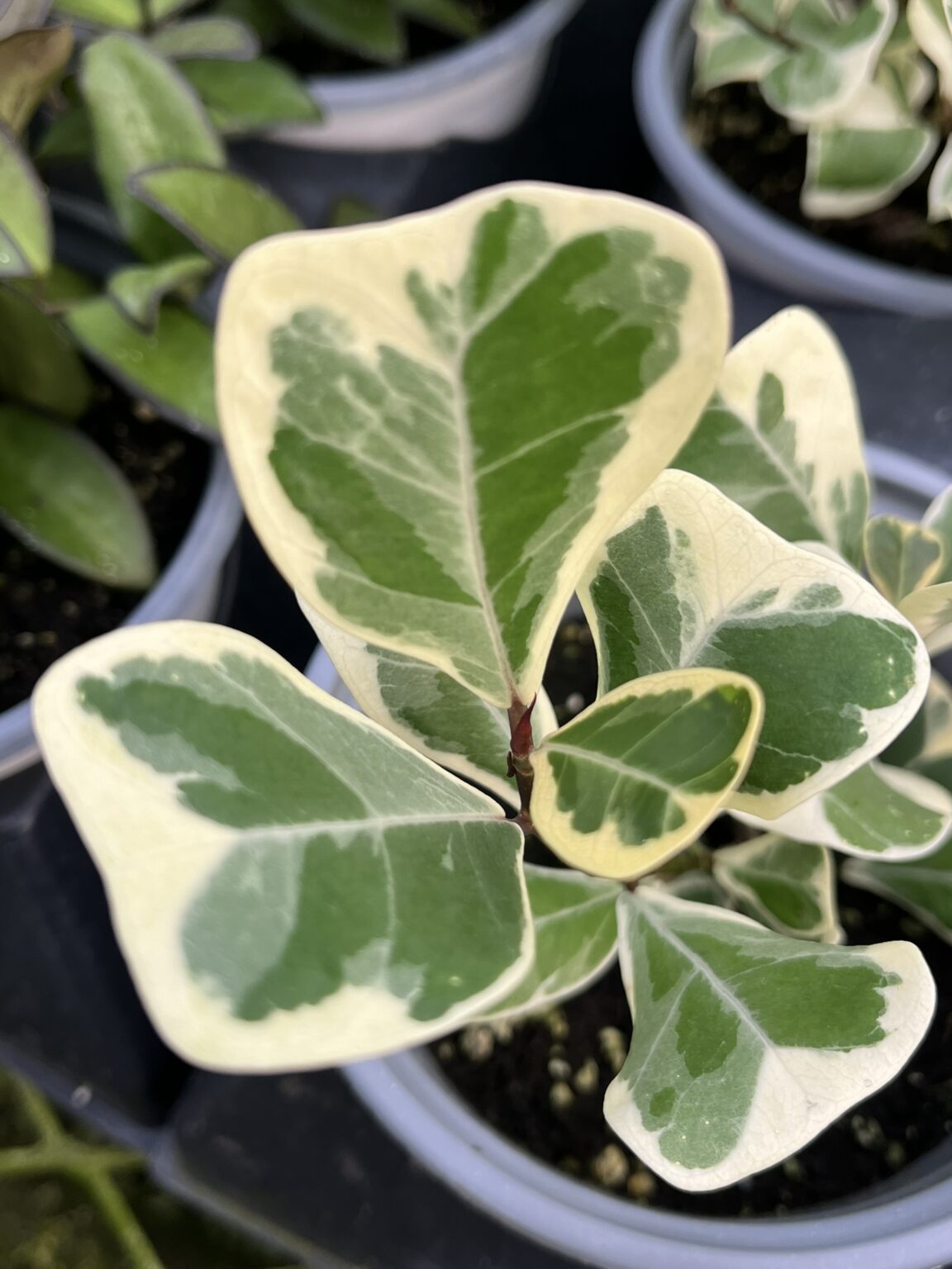Ficus triangularis variegated