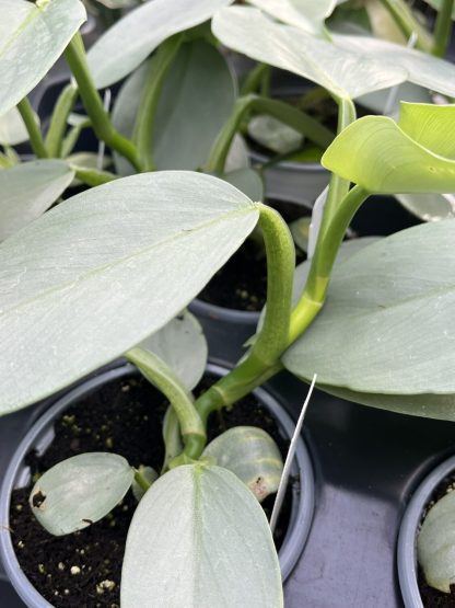 Philodendron hastatum 'Silver Sword' - Image 6