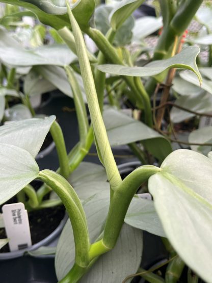 Philodendron hastatum 'Silver Sword' - Image 7