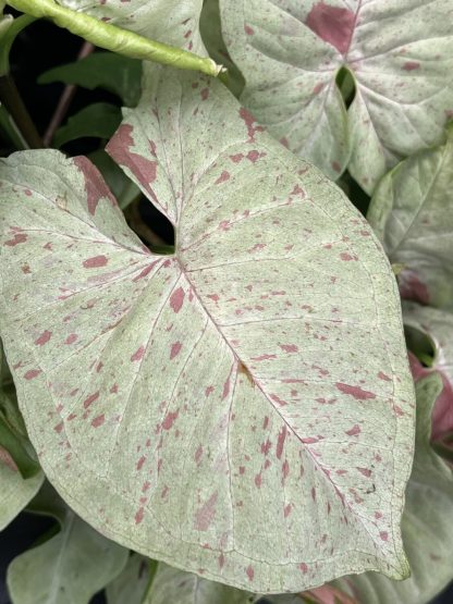 Syngonium podophyllum 'Milk Confetti' - Image 5