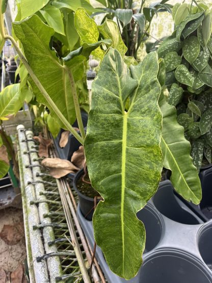 Philodendron 'Paraiso Verde'