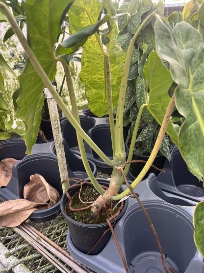 Philodendron 'Paraiso Verde'