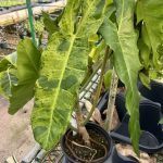 Philodendron 'Paraiso Verde'