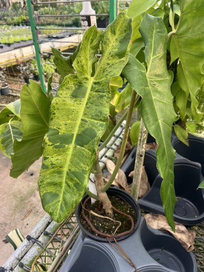 Philodendron 'Paraiso Verde'