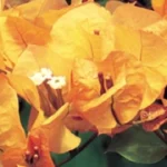 Bougainvillea 'California Gold'