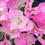 Bougainvillea 'Imperial Thai Delight'
