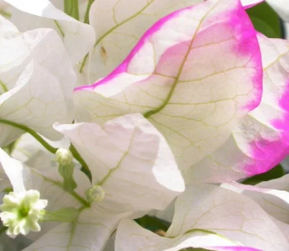 Bougainvillea 'Imperial Thai Delight'