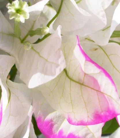 Bougainvillea 'Imperial Thai Delight'