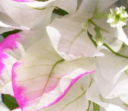 Bougainvillea 'Imperial Thai Delight'