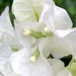 Bougainvillea 'Key West White'