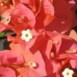 Sundown Orange Bougainvillea