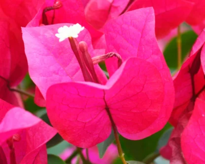 Bougainvillea ¢â‚¬ËœBarbara Karst¢â‚¬â„¢