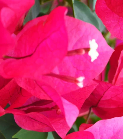 Bougainvillea ¢â‚¬ËœBarbara Karst¢â‚¬â„¢