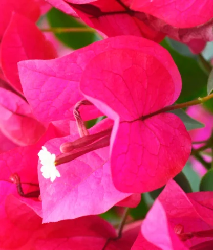 Bougainvillea ¢â‚¬ËœBarbara Karst¢â‚¬â„¢
