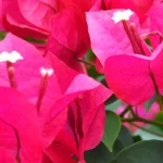 Bougainvillea ¢â‚¬ËœBarbara Karst¢â‚¬â„¢