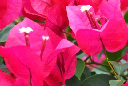 Bougainvillea ¢â‚¬ËœBarbara Karst¢â‚¬â„¢