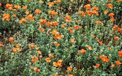 Low-Maintenance Perennials for Year-Round Color