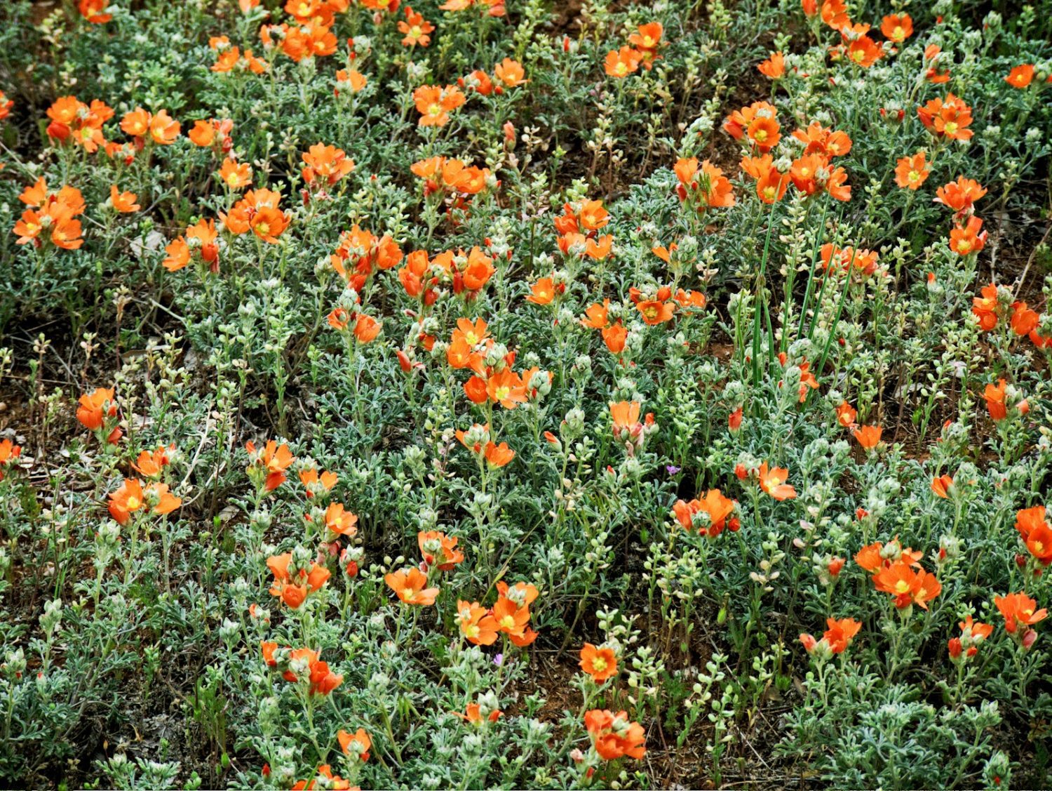 Low-Maintenance Perennials for Year-Round Color