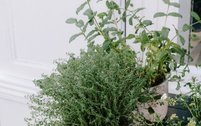 Herb Garden Kit - Indoor Kitchen Herb Garden