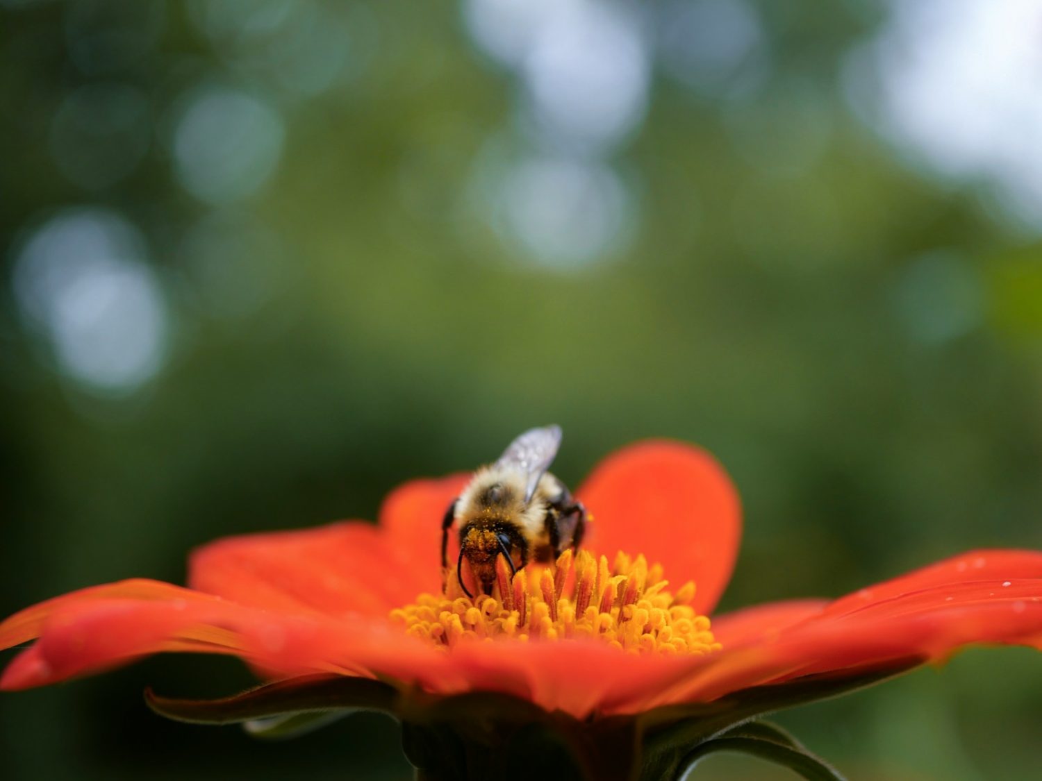 How to Start a Pollinator-Friendly Garden (Bees, butterflies, and hummingbirds)