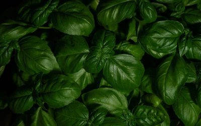 Types of Basil: A Colorful Guide to This Beloved Herb