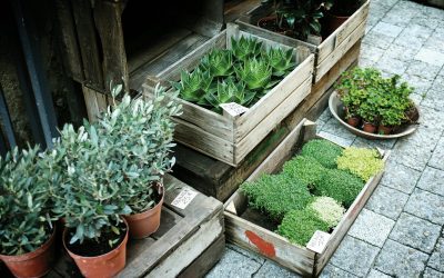 Best Vegetables for Container Gardening on Patios and Balconies