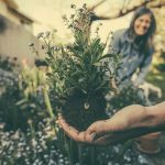 How to Grow Native Plants for a Thriving, Eco-Friendly Garden