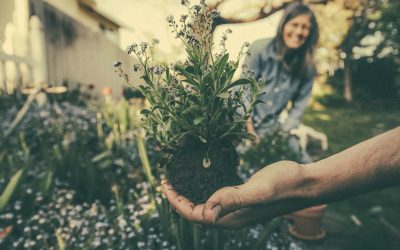 How to Grow Native Plants for a Thriving, Eco-Friendly Garden