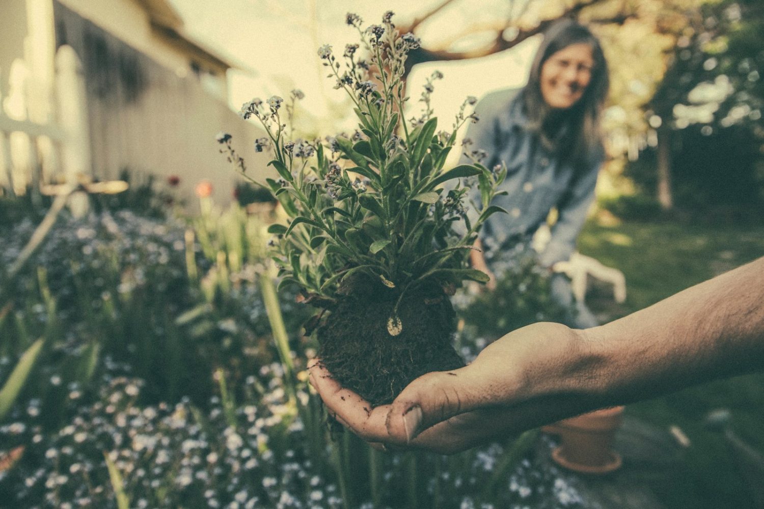 How to Grow Native Plants for a Thriving, Eco-Friendly Garden