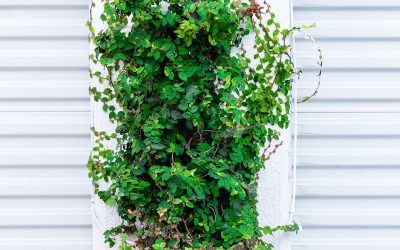 Vertical Gardening: Creative Ways to Grow More in Less Space