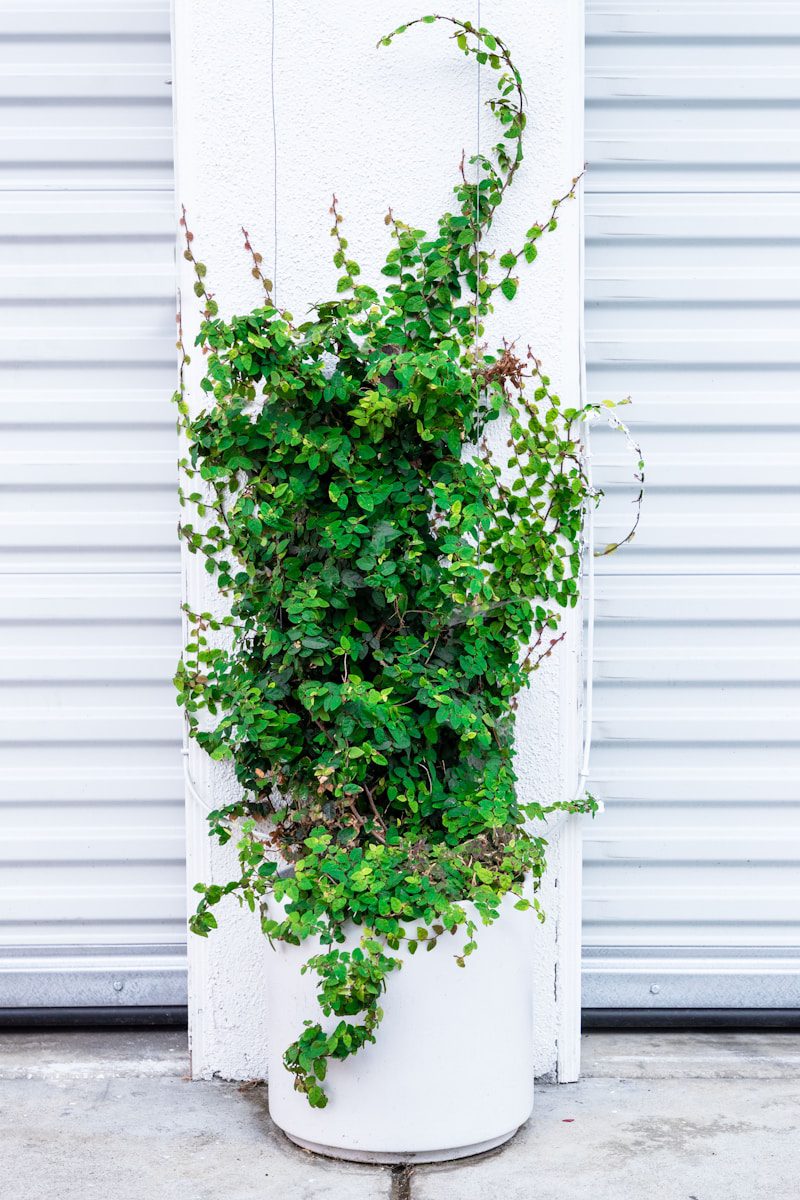 Vertical Gardening: Creative Ways to Grow More in Less Space