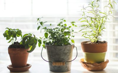 Beginner’s Guide to Growing Herbs Indoors (Basil, Mint, Oregano, and More)