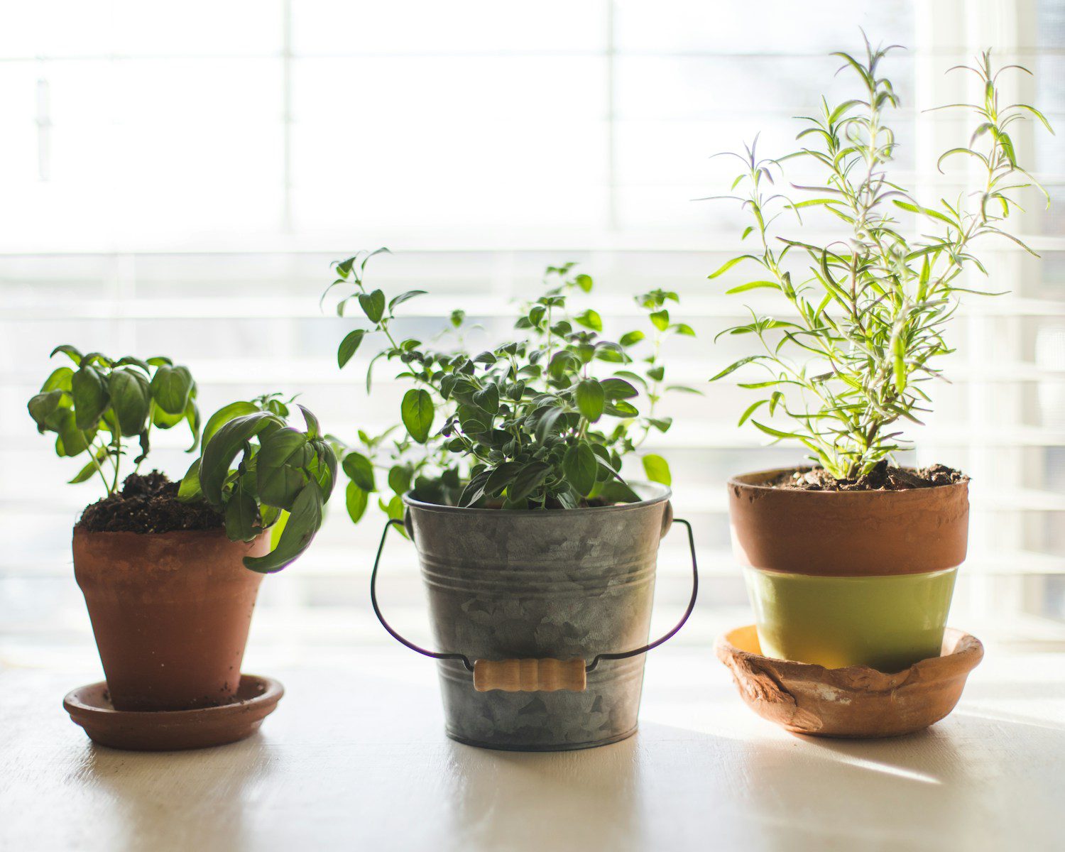 Beginner’s Guide to Growing Herbs Indoors (Basil, Mint, Oregano, and More)