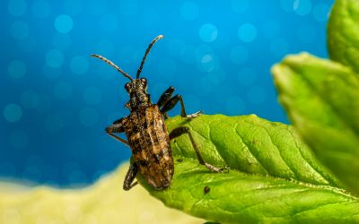Natural Home Remedies For Controlling Pest Insects & Bugs