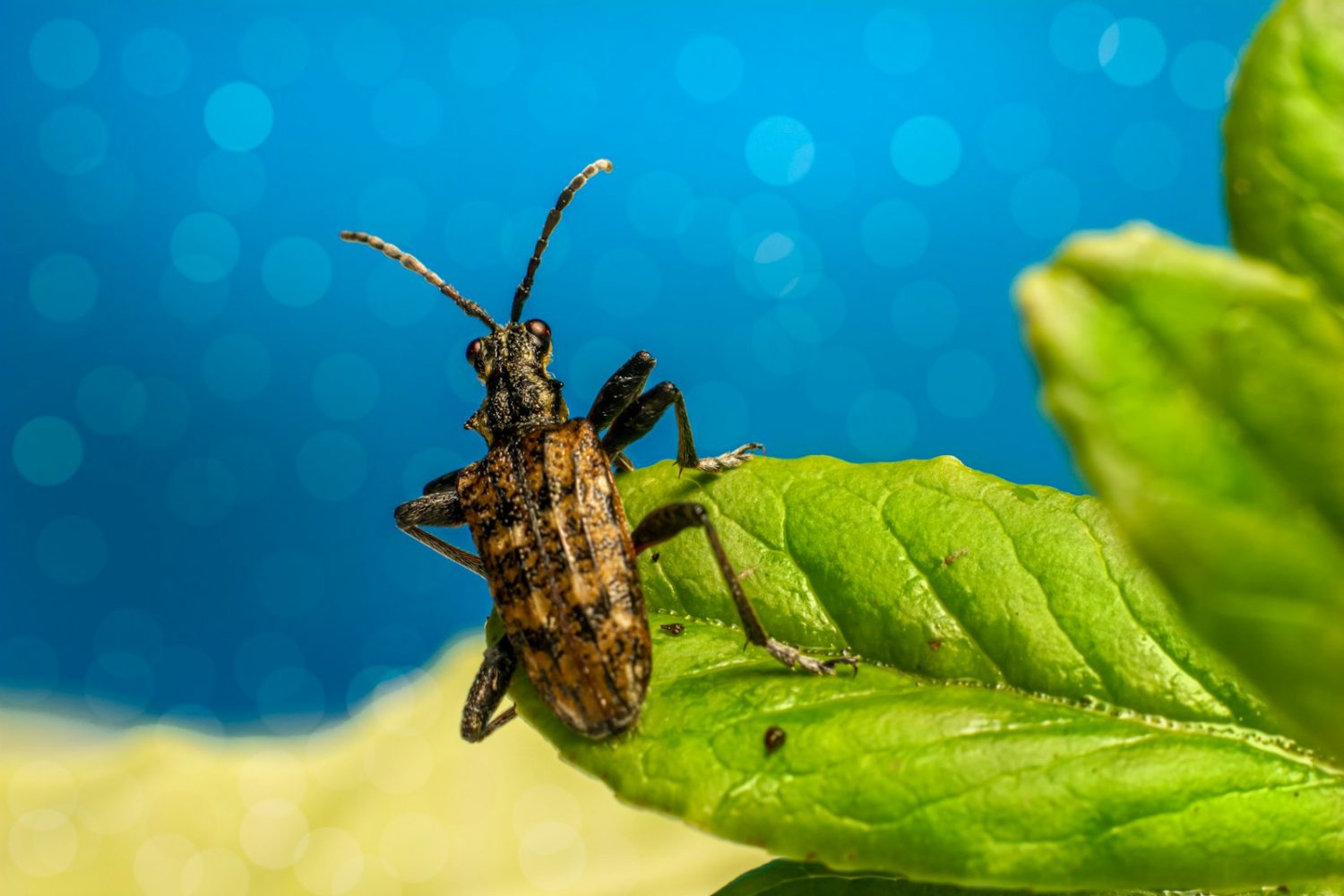 Natural Home Remedies For Controlling Pest Insects & Bugs