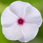 Vinca, Cora Cascade XDR Polka Dot