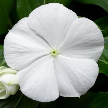 Vinca, Cora Cascade XDR White