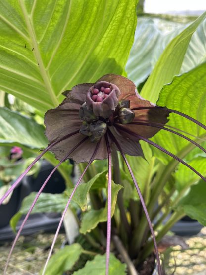 Tacca chantrieri, Black Bat Flower - Image 2