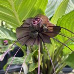 Tacca chantrieri, Black Bat Flower